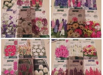 Dekorativ qızılgüllər. Həyət və Bağ üçün açıq havada təbii