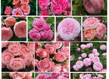 Dekorativ qızılgüllər. Həyət və Bağ üçün açıq havada təbii