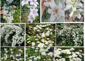 Dekorativ qızılgüllər. Həyət və Bağ üçün açıq havada təbii