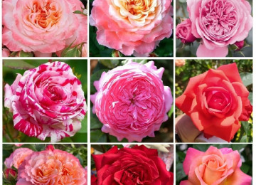 Dekorativ qızılgüllər. Həyət və Bağ üçün açıq havada təbii