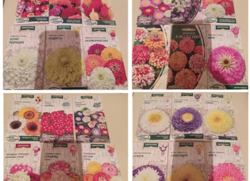 Dekorativ qızılgüllər. Həyət və Bağ üçün açıq havada təbii