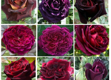 Dekorativ qızılgüllər. Həyət və Bağ üçün açıq havada təbii