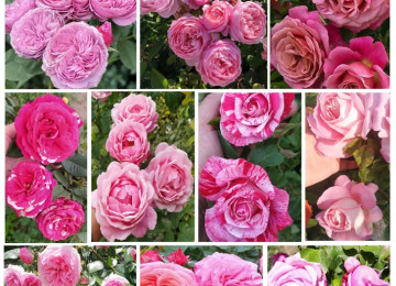 Dekorativ qızılgüllər. Həyət və Bağ üçün açıq havada təbii