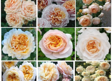 Dekorativ qızılgüllər. Həyət və Bağ üçün açıq havada təbii