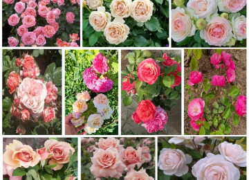 Dekorativ qızılgüllər. Həyət və Bağ üçün açıq havada təbii