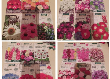 Dekorativ qızılgüllər. Həyət və Bağ üçün açıq havada təbii