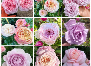 Dekorativ qızılgüllər. Həyət və Bağ üçün açıq havada təbii