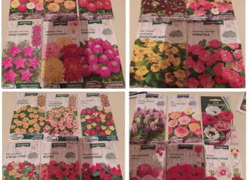 Dekorativ qızılgüllər. Həyət və Bağ üçün açıq havada təbii