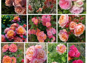 Dekorativ qızılgüllər. Həyət və Bağ üçün açıq havada təbii