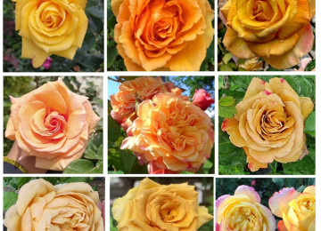 Dekorativ qızılgüllər. Həyət və Bağ üçün açıq havada təbii