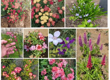 Dekorativ qızılgüllər. Həyət və Bağ üçün açıq havada təbii