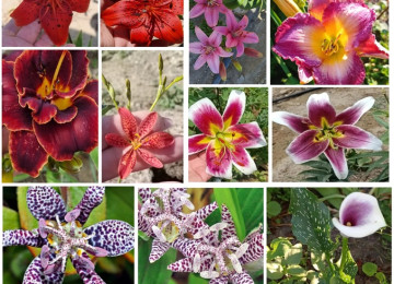 Dekorativ qızılgüllər. Həyət və Bağ üçün açıq havada təbii