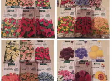 Dekorativ qızılgüllər. Həyət və Bağ üçün açıq havada təbii