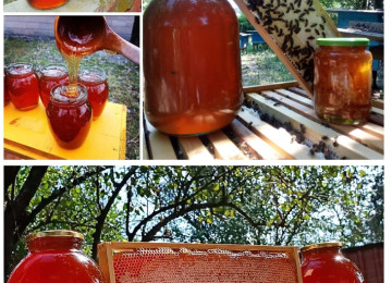 Dağ balı. Arı məhsulları. Qafqaz sıra dağlarının müxtəlif