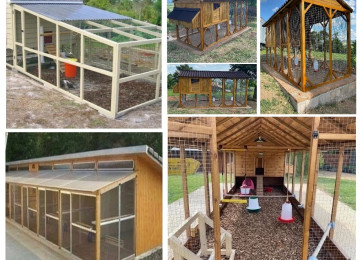 Toyuq hini. Toyuq hini + Valyer = 500 ₼ başlayaraq. Toyuq.