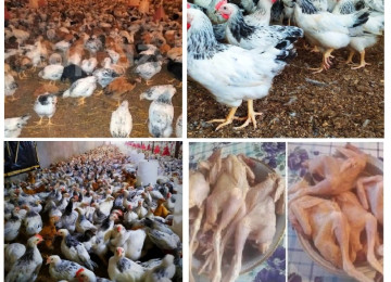 Serebrist çolpalar = 4 ₼ ➡ Çəkisi 600+ qr ➡ Günü: 45+ ➡