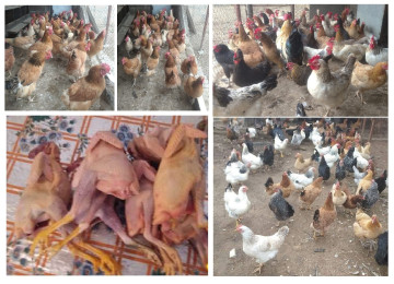 Yumurtlayan kənd toyuqları. Qarğıdalı. Buğda. Arpa & Yonca