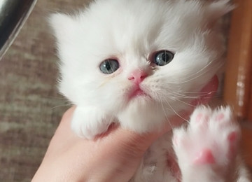 Klassik uzun tüklü pers yumru baş bebeler satılır istəyen