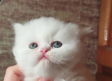 Klassik uzun tüklü pers yumru baş bebeler satılır istəyen