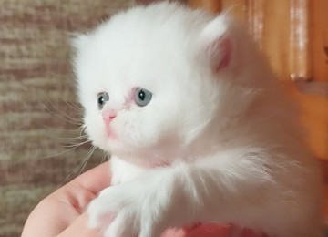 Klassik uzun tüklü pers yumru baş bebeler satılır istəyen