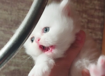 Klassik uzun tüklü pers yumru baş bebeler satılır istəyen