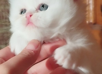 Klassik uzun tüklü pers yumru baş bebeler satılır istəyen