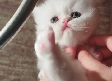 Klassik uzun tüklü pers yumru baş bebeler satılır istəyen