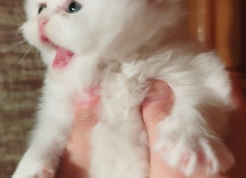 Klassik uzun tüklü pers yumru baş bebeler satılır istəyen