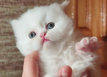 Klassik uzun tüklü pers yumru baş bebeler satılır istəyen