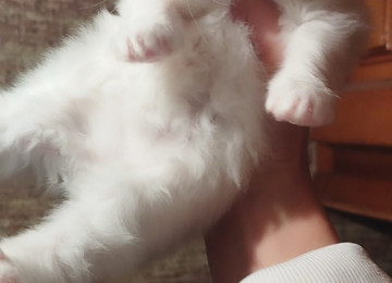 Klassik uzun tüklü pers yumru baş bebeler satılır istəyen