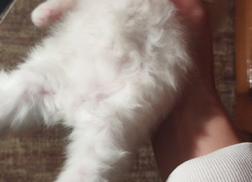 Klassik uzun tüklü pers yumru baş bebeler satılır istəyen