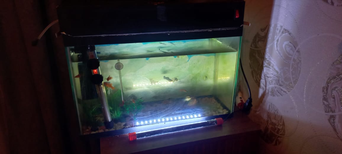 Akvarium 20dən çox balıq var. Filtr, termometr, qızdırıcı,