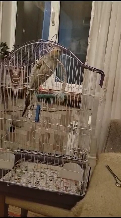 Korella dişi tutuquşu qəfəslə, vitaminlərlə, qabları ilə