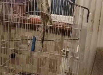 Korella dişi tutuquşu qəfəslə, vitaminlərlə, qabları ilə