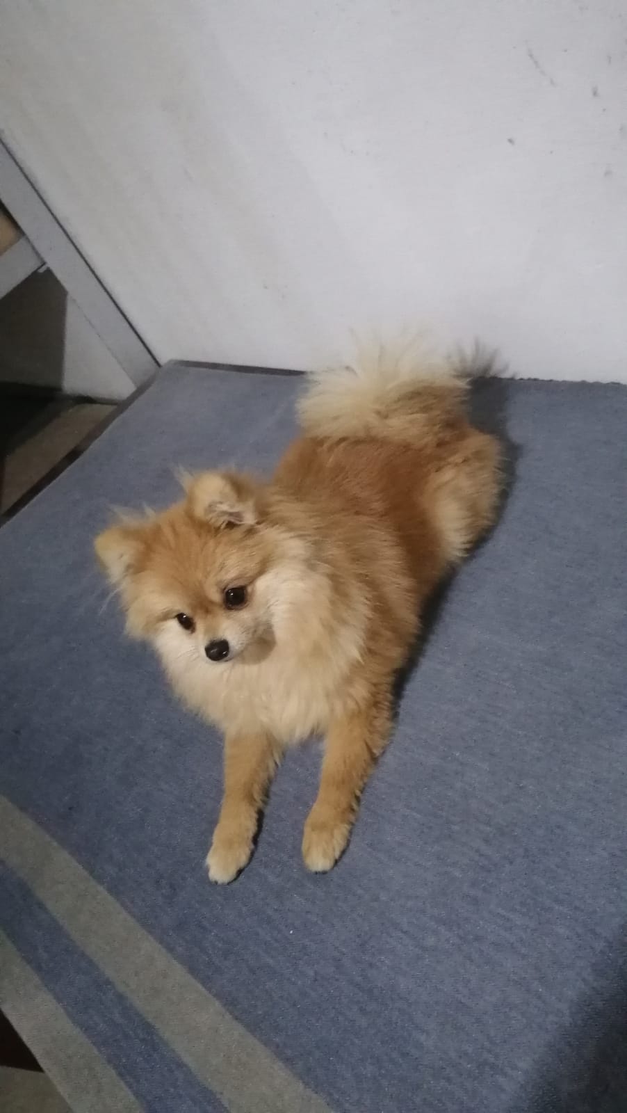 7 aylıq dişi şpits pasportu var. 2 peyvəndi və qurd dərmanı