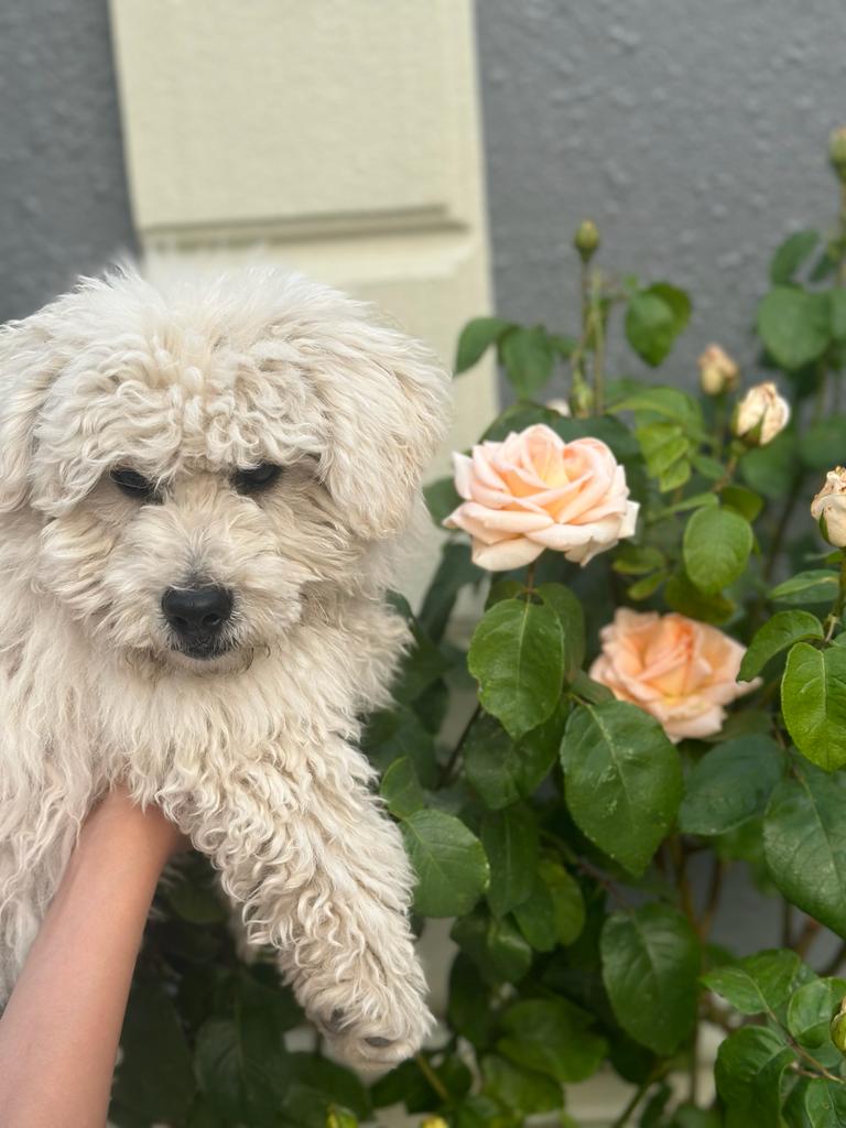 Toy pudel erkək 10 aylıq peyvən də olunub. Qiymət 450 azn.