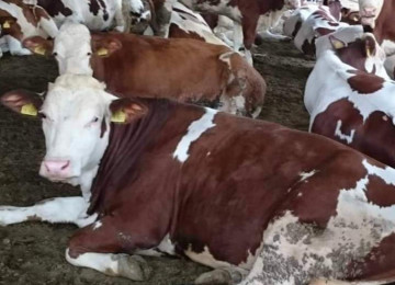 AQRO ASC Əmlak Kompleksi müəssisə satılır FERMA təsərrüfatı