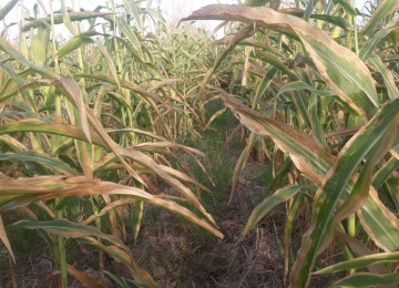 AQRO ASC Əmlak Kompleksi müəssisə satılır FERMA təsərrüfatı