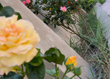 Ramani gulculukde 166 sayli marşrutun son dayanacagina