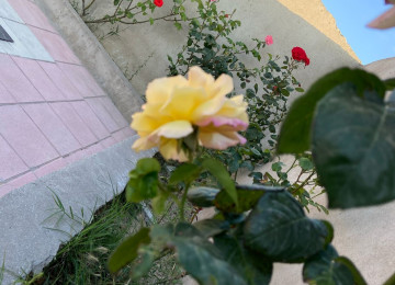 Ramani gulculukde 166 sayli marşrutun son dayanacagina