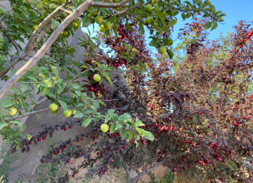 Ramani gulculukde 166 sayli marşrutun son dayanacagina