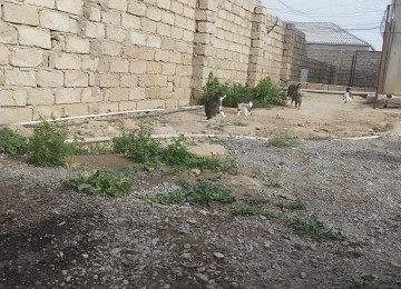 Maştağa Məmmədyarov dairəsi yaxınlığında,Bərəkət marketin