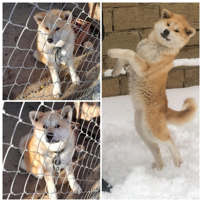 Akita Çox təcili satılır.6 aylıq dişi akita bütün peyvəndləri