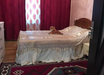 Xətai rayonu Nəsrəddin Tusi küçəsi Həzi Aslanov və Əhmədli