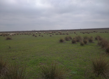 FERMA satılır Celilabad rayonu 200 ha erazisi ve 4.500 kv