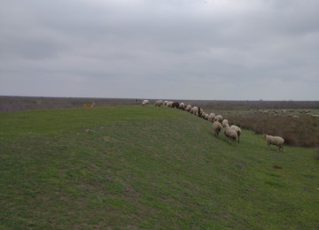 FERMA satılır Celilabad rayonu 200 ha erazisi ve 4.500 kv