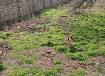 Bakida Viwnyovkada bag sahesi satilir, mektebe bagcaya