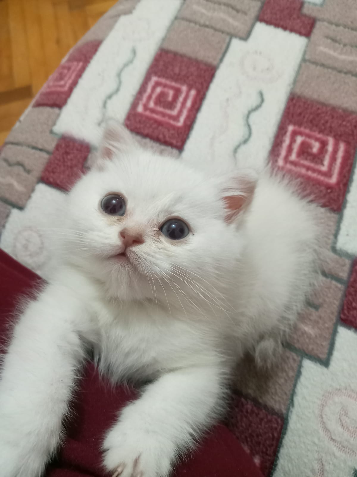 Silver şinşilla 40 günlük 2 pişik qalıb. Bir dişi bir erkək