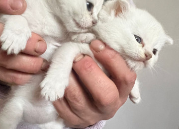 Silver şinşilla 40 günlük 2 pişik qalıb. Bir dişi bir erkək