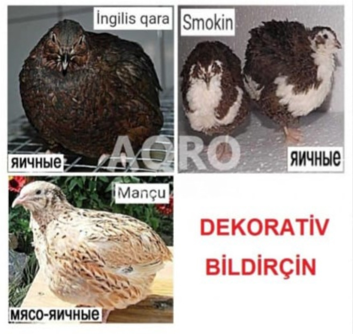 Dekorativ Bildirçin Dekorativ Yumurtalıq və Ətlik cins Bildirçinlər. Damazlıq